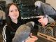 African Grey Parrot Birds for sale in Montreal, QC, Canada. price: $1,200