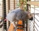 African Grey Parrot Birds for sale in Greenville, SC, USA. price: $300