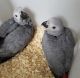 African Grey Parrot Birds for sale in Dallas, TX, USA. price: $750