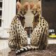 African Serval Cats for sale in Anchorage, Alaska. price: $3,000