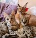 African Serval Cats for sale in Los Angeles, California. price: NA