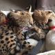 African Serval Cats for sale in Brockport, Pennsylvania. price: $30