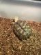 African Spurred Tortoise Reptiles for sale in 94-41 43rd Avenue, Queens, NY 11373, USA. price: NA