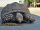 African Spurred Tortoise Reptiles for sale in Rialto, CA, USA. price: NA