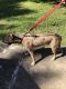 Africanis Puppies for sale in 12335 Grove Meadow Dr, Stafford, TX 77477, USA. price: NA