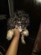 Africanis Puppies for sale in Chicago, IL, USA. price: NA
