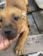 Africanis Puppies for sale in Miami, FL, USA. price: NA