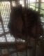 Africanis Puppies for sale in Oceanside, CA, USA. price: NA