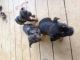 Africanis Puppies for sale in Atlanta, GA, USA. price: NA