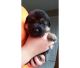 Africanis Puppies for sale in Antioch, CA, USA. price: NA