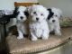 Africanis Puppies for sale in Escondido, CA, USA. price: NA