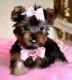 Africanis Puppies for sale in Abbeville, AL 36310, USA. price: NA