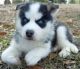 Africanis Puppies for sale in Birmingham, AL, USA. price: NA