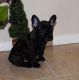 Africanis Puppies for sale in Lancaster, CA, USA. price: NA