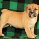 Africanis Puppies for sale in Campus Drive, Stanford, CA 94305, USA. price: NA