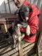 Africanis Puppies for sale in Texas City, TX, USA. price: NA