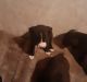 Africanis Puppies for sale in County Rd 470A, Dayton, TX 77535, USA. price: NA