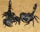 Agama Reptiles for sale in Bertoua, Cameroon. price: NA