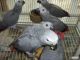 Agami Heron Birds for sale in Alaska, USA. price: NA