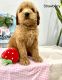 Aidi Puppies for sale in Montgomery, TX, USA. price: NA