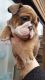 Aidi Puppies for sale in San Diego, CA, USA. price: NA