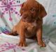 Aidi Puppies for sale in US-1, Jacksonville, FL, USA. price: NA