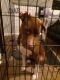 Aidi Puppies for sale in 418 W 29th St, Norfolk, VA 23508, USA. price: NA