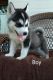 Aidi Puppies for sale in Victorville, CA 92394, USA. price: NA