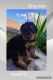 Airedale Terrier Puppies for sale in Shelocta, PA 15774, USA. price: NA