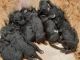 Airedale Terrier Puppies for sale in Midland County, MI, USA. price: NA