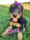 Airedale Terrier Puppies for sale in Holton, MI 49425, USA. price: NA