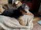 Airedale Terrier Puppies for sale in Green Cove Springs, FL 32043, USA. price: $350