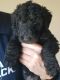 Airedale Terrier Puppies for sale in Palo Cedro, CA 96073, USA. price: $300