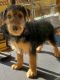 Airedale Terrier Puppies for sale in 6012 S Can Point, Homosassa, FL 34446, USA. price: $1,500