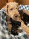 Airedale Terrier Puppies for sale in Hopkinsville, KY, USA. price: $1,300