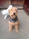 Airedale Terrier Puppies for sale in Atlanta, GA, USA. price: NA