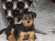 Airedale Terrier Puppies for sale in Little Rock, AR, USA. price: NA