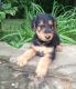 Airedale Terrier Puppies for sale in Little Rock, AR, USA. price: NA