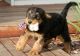 Airedale Terrier Puppies for sale in Indianapolis, IN, USA. price: NA
