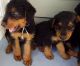 Airedale Terrier Puppies