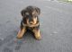 Airedale Terrier Puppies for sale in Seattle, WA, USA. price: NA