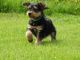 Airedale Terrier Puppies for sale in Jacksonville, FL 32226, USA. price: $500