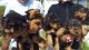 Airedale Terrier Puppies for sale in Michigan Ave, Inkster, MI 48141, USA. price: NA