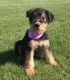 Airedale Terrier Puppies for sale in Detroit, MI, USA. price: NA