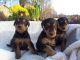 Airedale Terrier Puppies for sale in Pittsburgh, PA, USA. price: NA