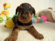 Airedale Terrier Puppies for sale in Atlanta, GA 30384, USA. price: NA