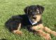 Airedale Terrier Puppies for sale in Los Angeles, CA, USA. price: $600