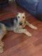 Airedale Terrier Puppies for sale in Philadelphia, PA, USA. price: NA