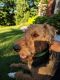 Airedale Terrier Puppies for sale in Dacula, GA 30019, USA. price: NA