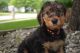 Airedale Terrier Puppies for sale in Wyoming, MI, USA. price: NA